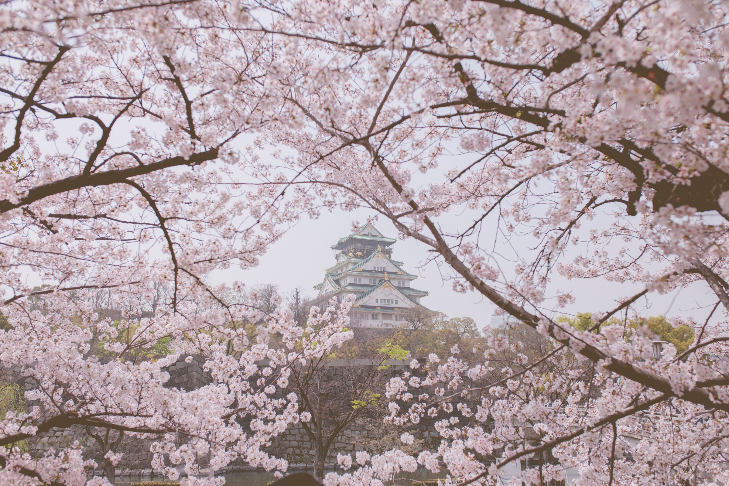 hirosaki, aomori (3).webp